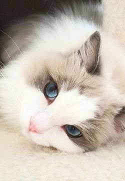 可爱萌宠猫咪图片 卖萌清新的小猫咪头像图片 喵星人头像图片