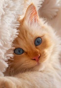 可爱萌宠小猫咪高清手机壁纸