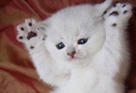卖萌的可爱猫咪大图手机壁纸下载