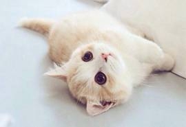 可爱的猫咪与萌宠狗狗手机壁纸