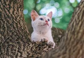 树上可爱猫咪高清手机壁纸
