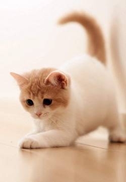 猫咪