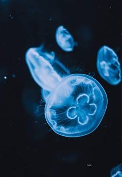 海洋生物