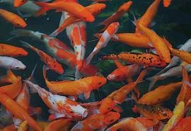 锦鲤图片锦鲤创意壁纸图片