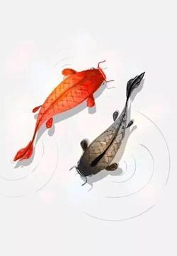 淡水鱼