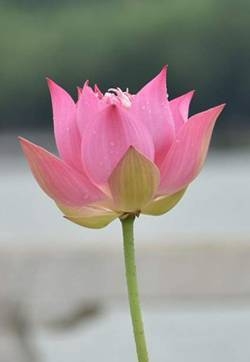 荷花图片