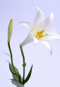 百合花