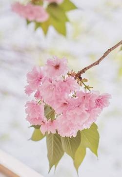 樱花图片