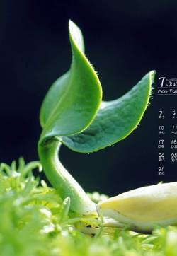 树叶