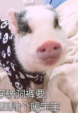 精致的猪猪女孩带字搞笑图片