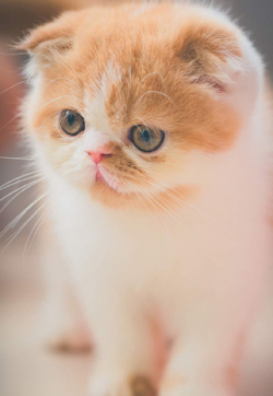 可爱小花猫呆萌高清手机壁纸图片