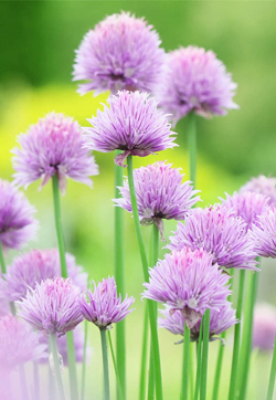 高清鲜花小清新绿色护眼花卉手机壁纸
