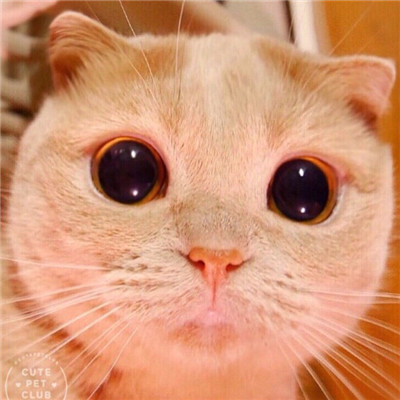 小猫图片
