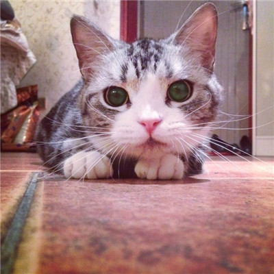 90后性感小猫咪写真图片