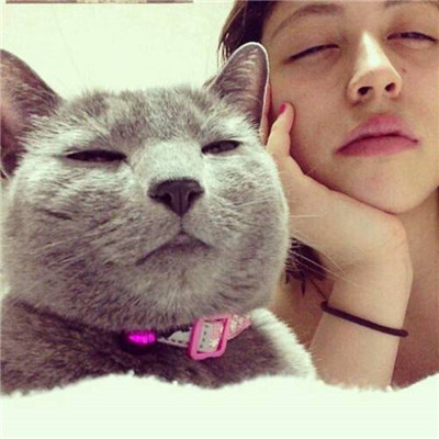 小猫头像图片 萌宠猫咪头像图片图片