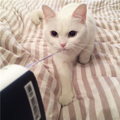 呆萌搞怪个性超萌猫咪头像图片图片