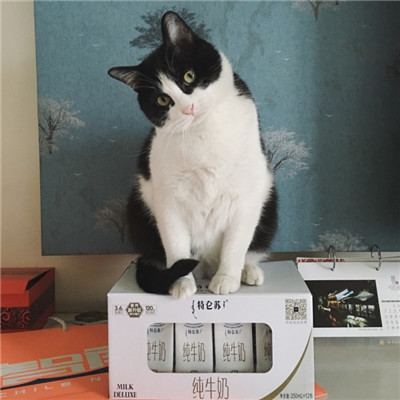 呆萌搞怪个性超萌猫咪头像图片图片