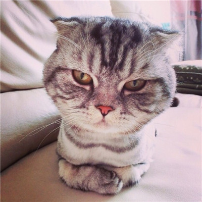 呆萌搞怪个性超萌猫咪头像图片图片