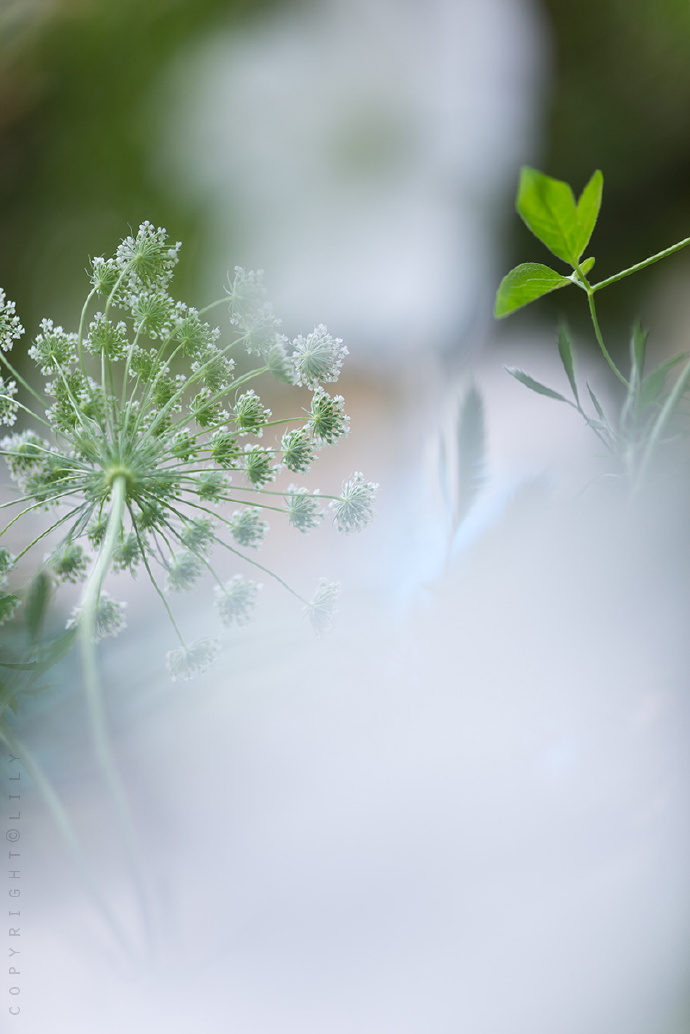 绿色植物图片