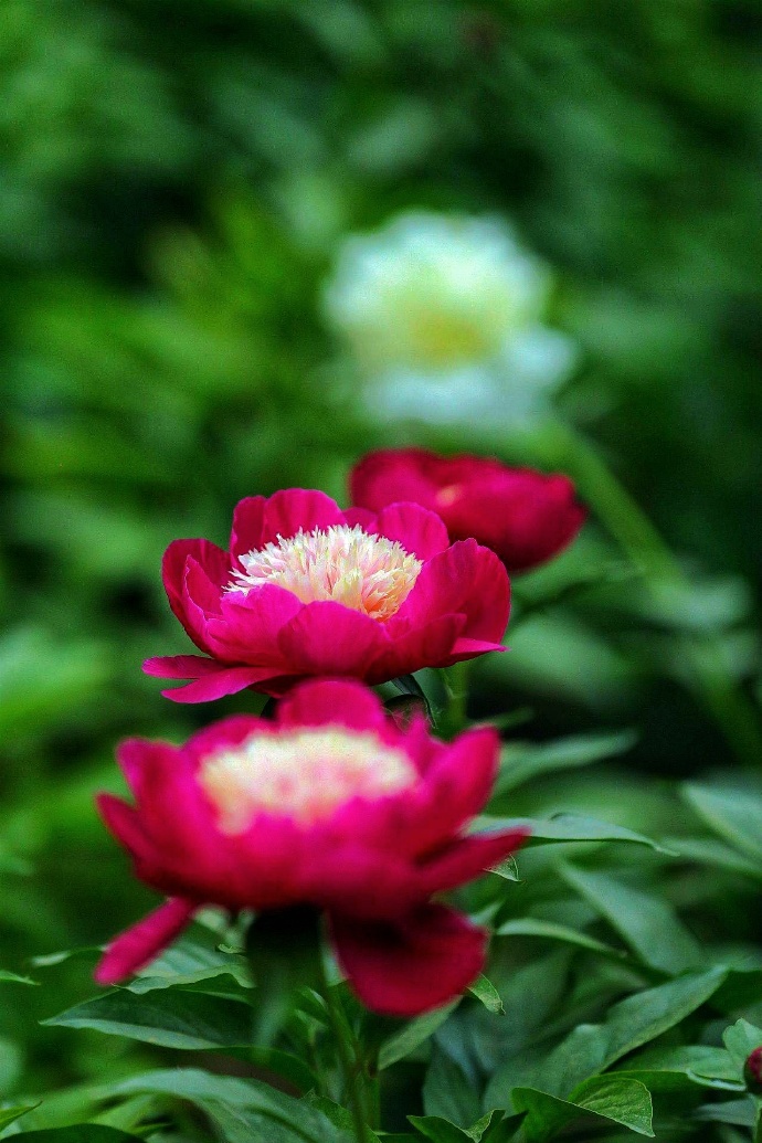 花卉图片
