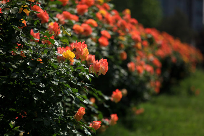 花卉图片