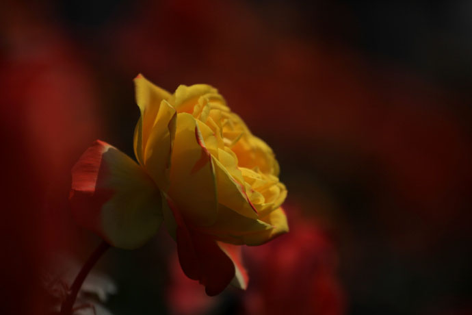 花卉图片