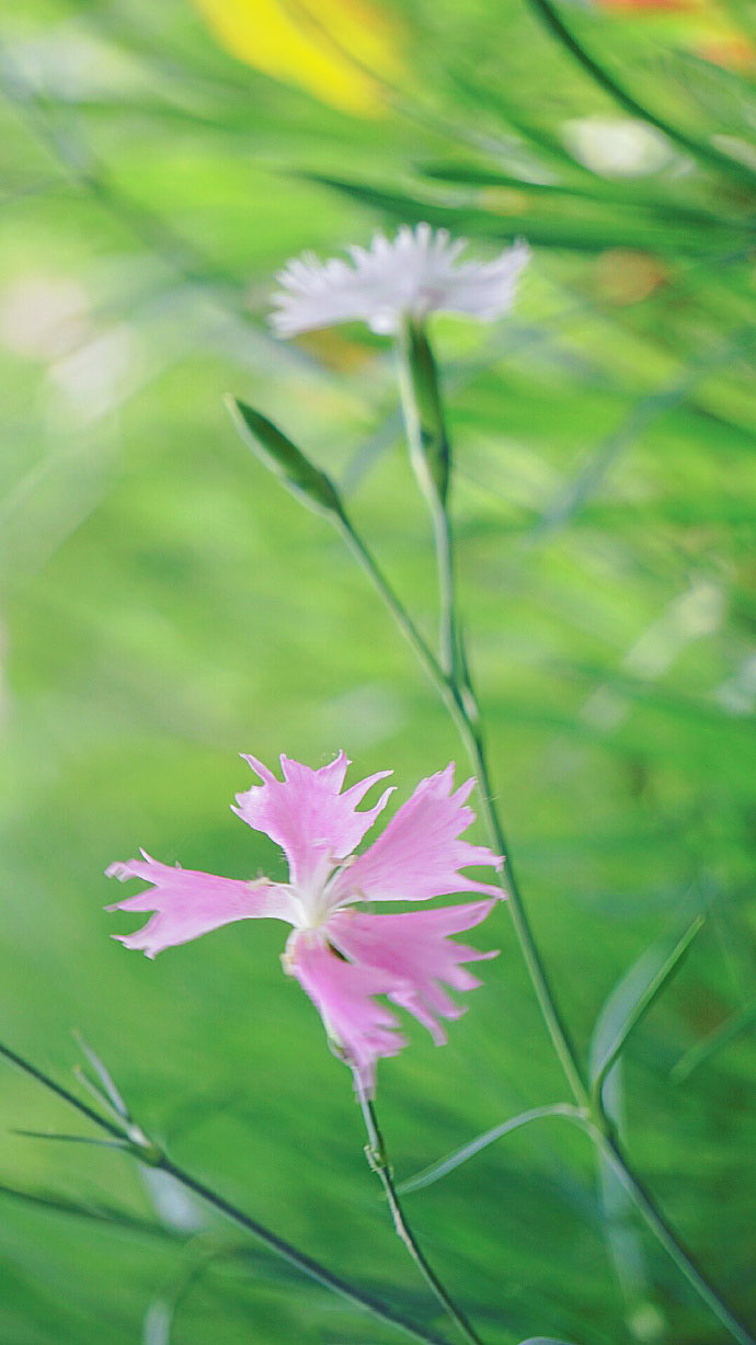 花卉图片