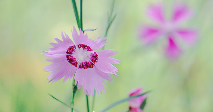 花卉图片