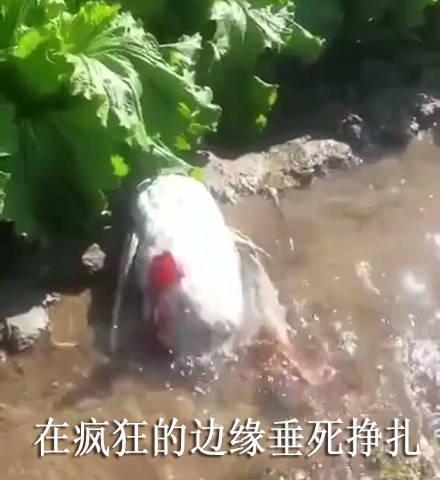 搞笑聊天表情包图片图片