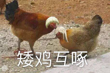可爱猫咪带字表情包图片图片