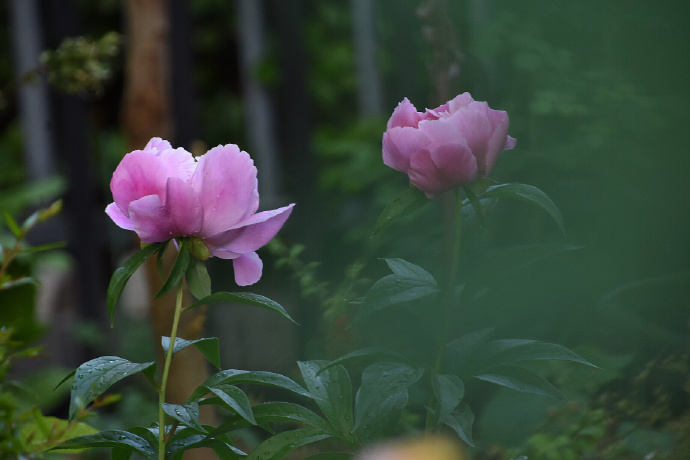 花卉图片