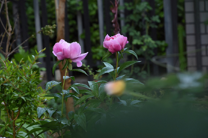 花卉图片