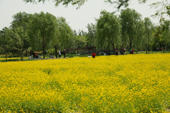 花卉图片