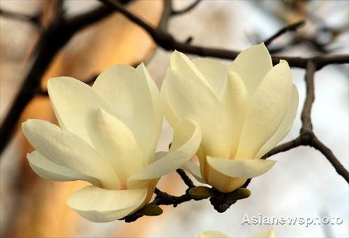 国际旅游小姐性感旗袍秀图片