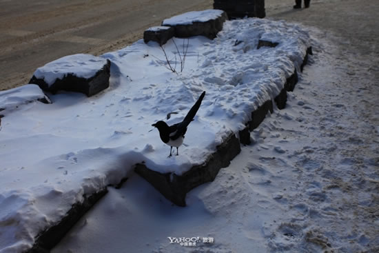 冬天雪景唯美手机壁纸图片图片