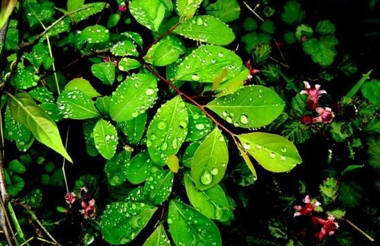 雨后清新画面图片