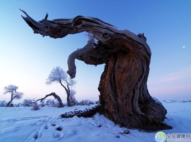 冬天雪景唯美手机壁纸图片图片