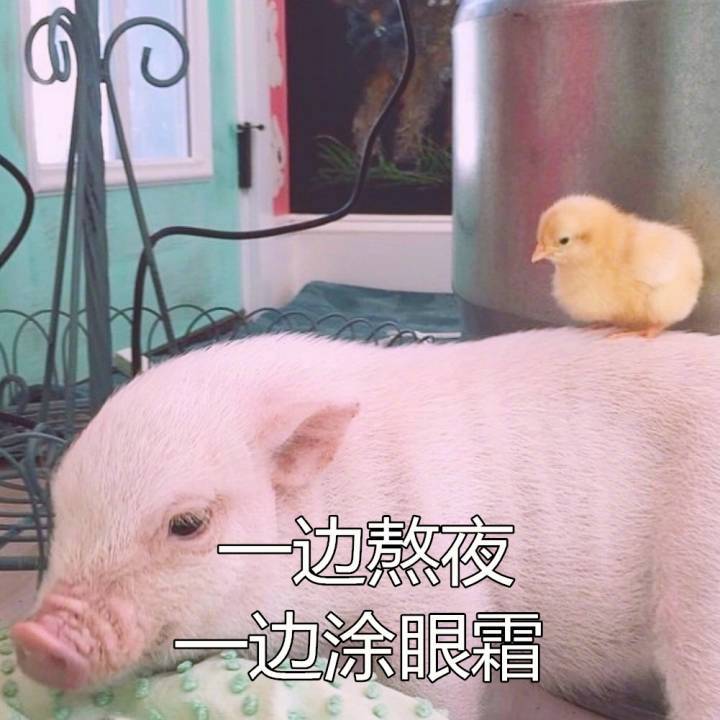 猪图片图片