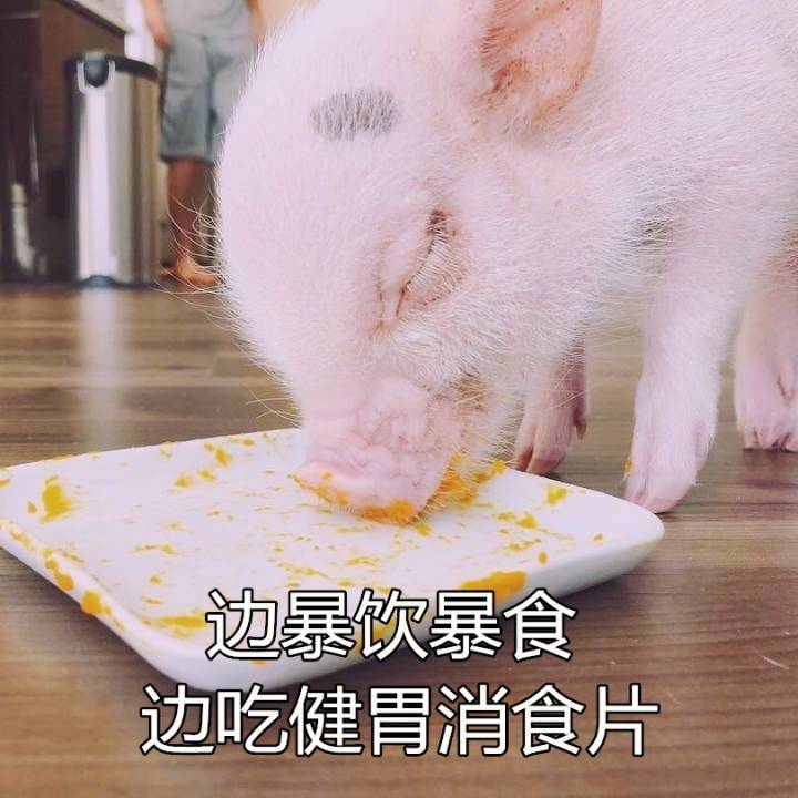 猪图片图片