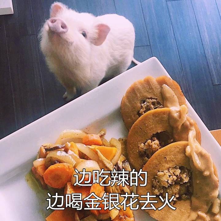 猪图片图片