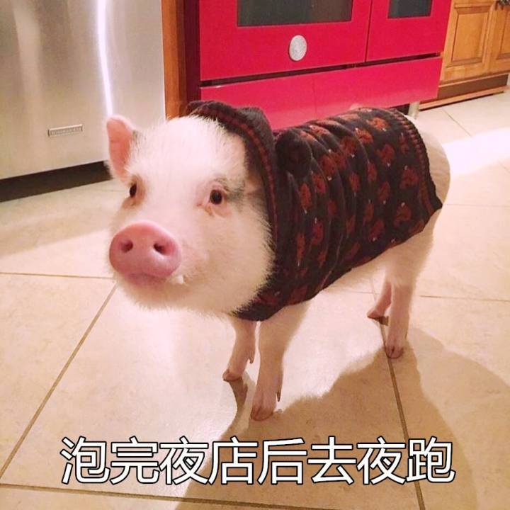 猪图片图片