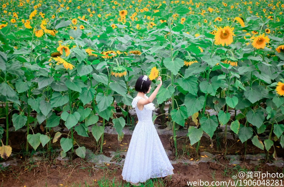 神秘沙漠 金的收获图片