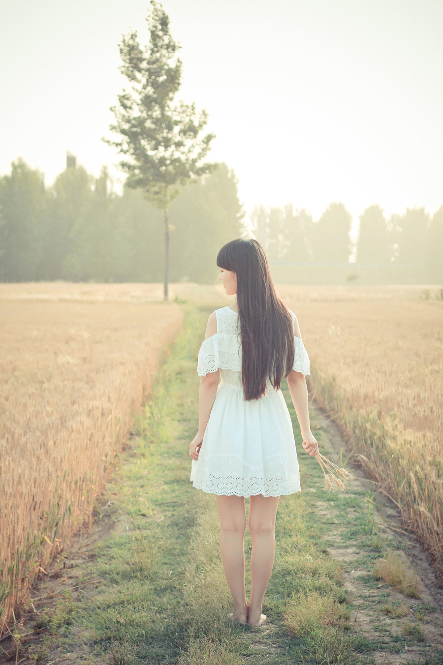 麦田图片