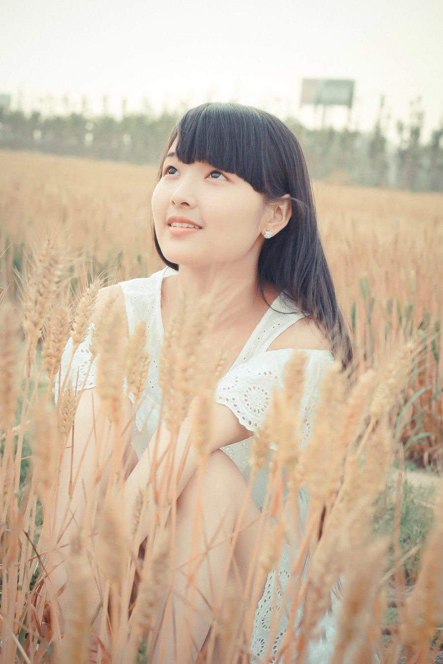 麦田图片