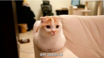 可爱卡通小猫咪高清图片手机壁纸图片