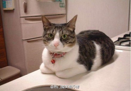 可爱萌宠猫咪图片 卖萌清新的小猫咪头像图片 喵星人头像图片图片