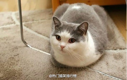 可爱萌宠猫咪图片 卖萌清新的小猫咪头像图片 喵星人头像图片图片
