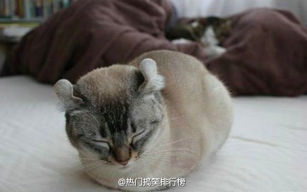 可爱萌宠猫咪图片 卖萌清新的小猫咪头像图片 喵星人头像图片图片