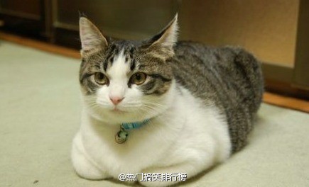 90后性感小猫咪写真图片