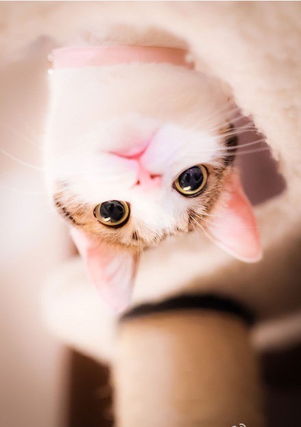可爱猫咪图片图片